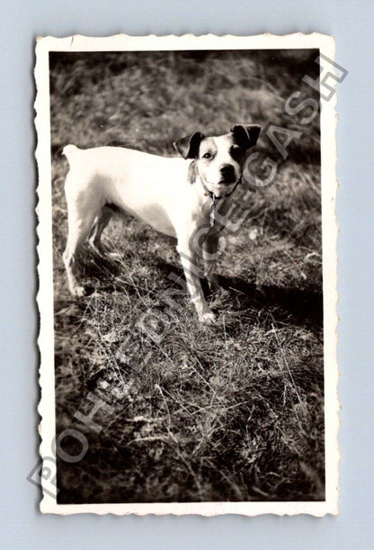 Stará fotografie pes v trávě 1935 (BM26620)