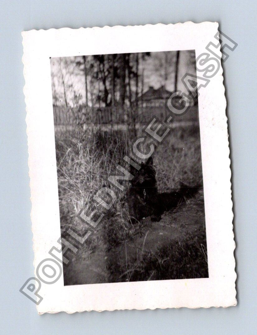 Stará fotografie lama v ZOO 1949 (BM26621)