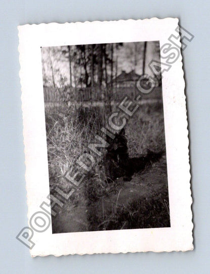 Stará fotografie lama v ZOO 1949 (BM26621)
