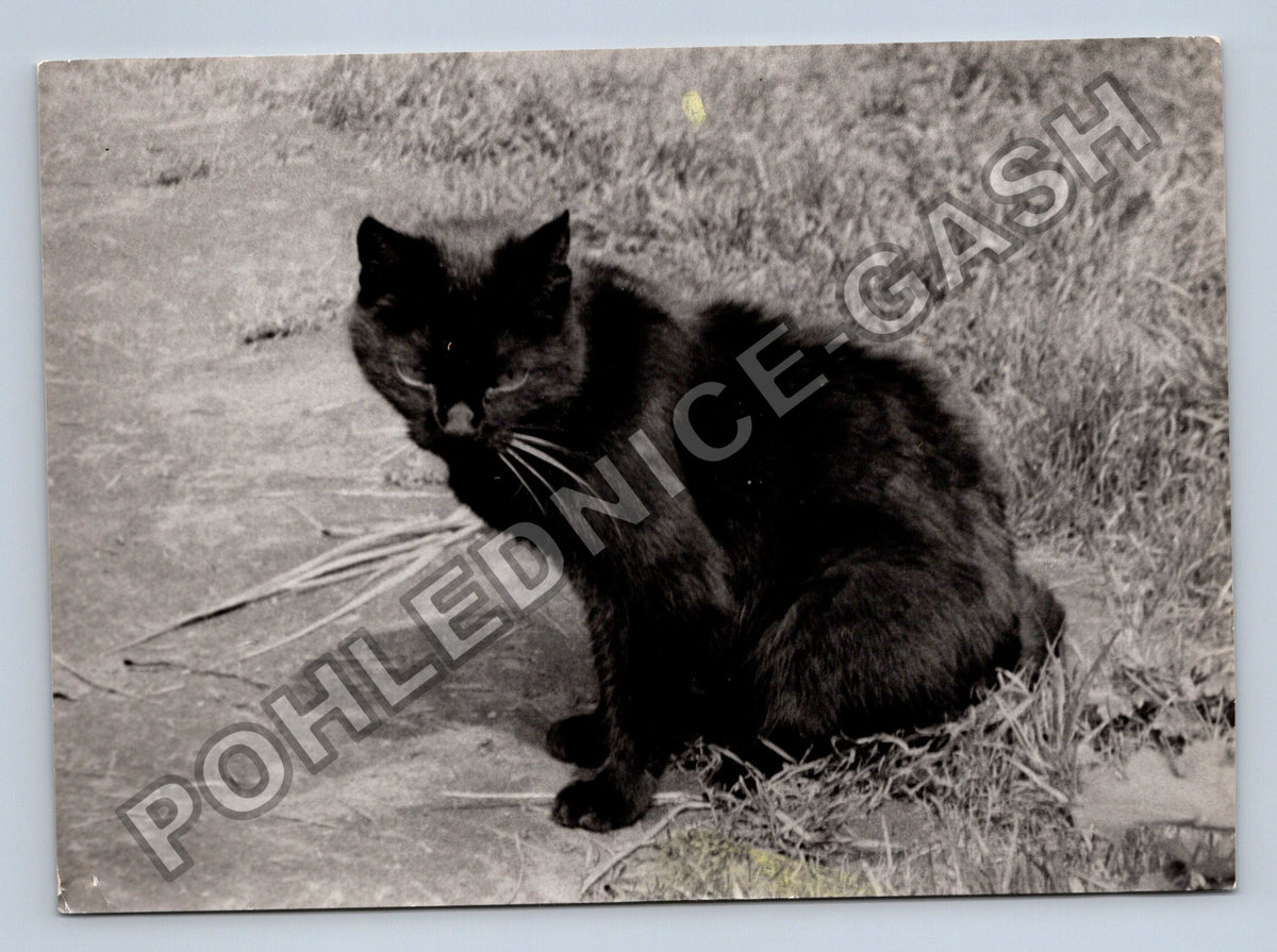 Stará fotografie černá kočka myje si tlapku (BM26624)