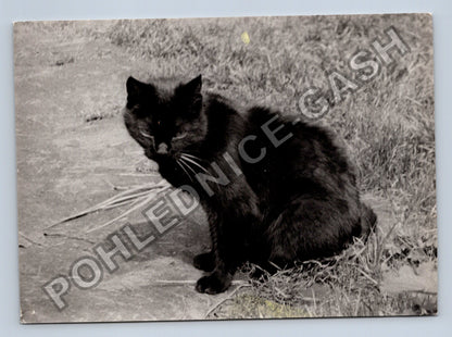 Stará fotografie černá kočka myje si tlapku (BM26624)