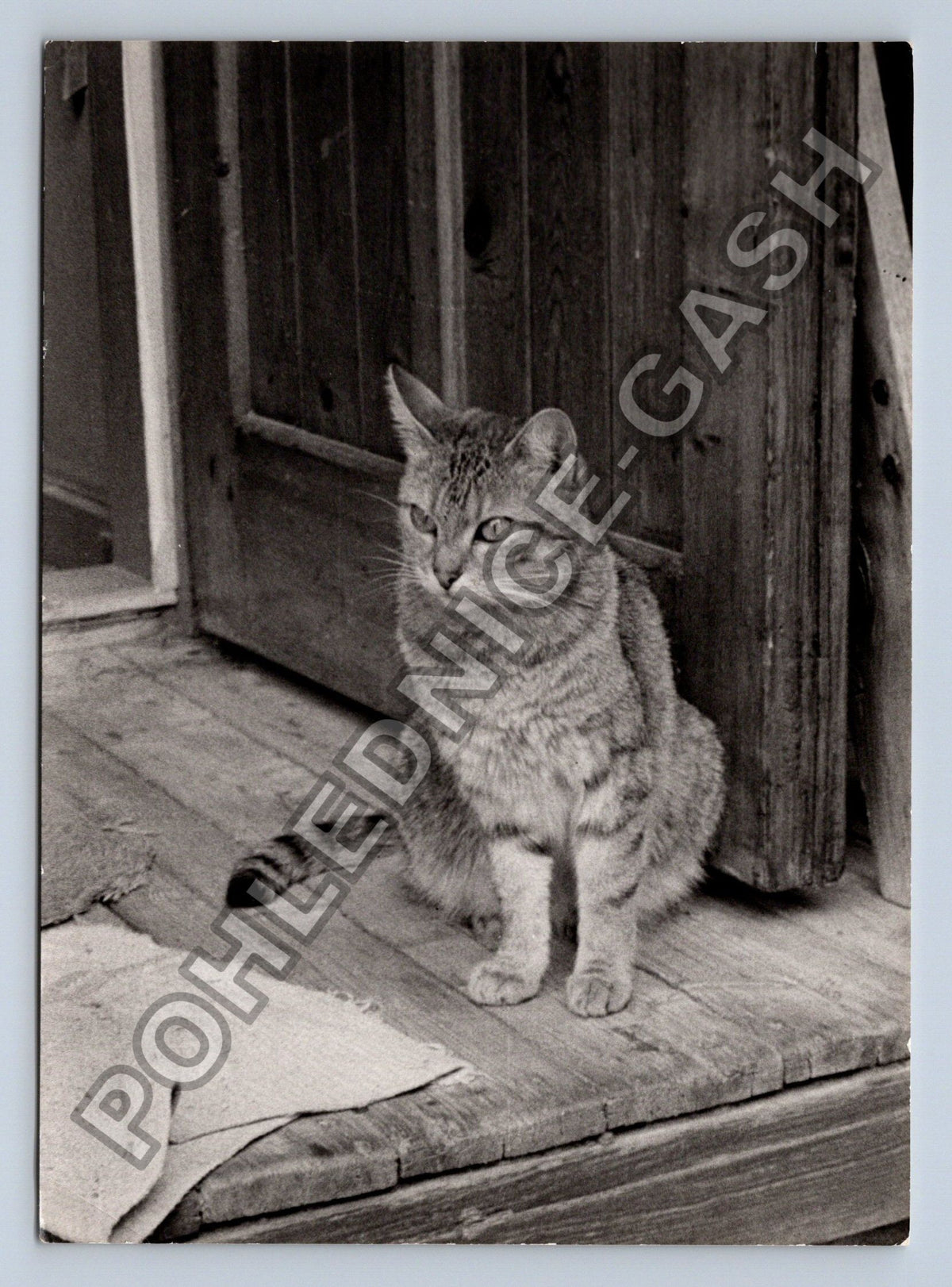 Stará fotografie kočka na dřevěné konstrukci (BM26625)