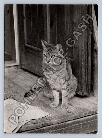 Stará fotografie kočka na dřevěné konstrukci (BM26625)
