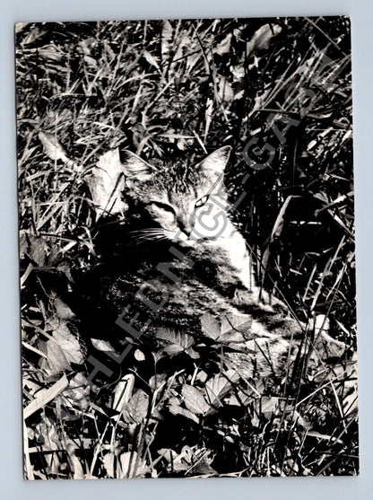Stará fotografie kočka v trávě (BM26627)