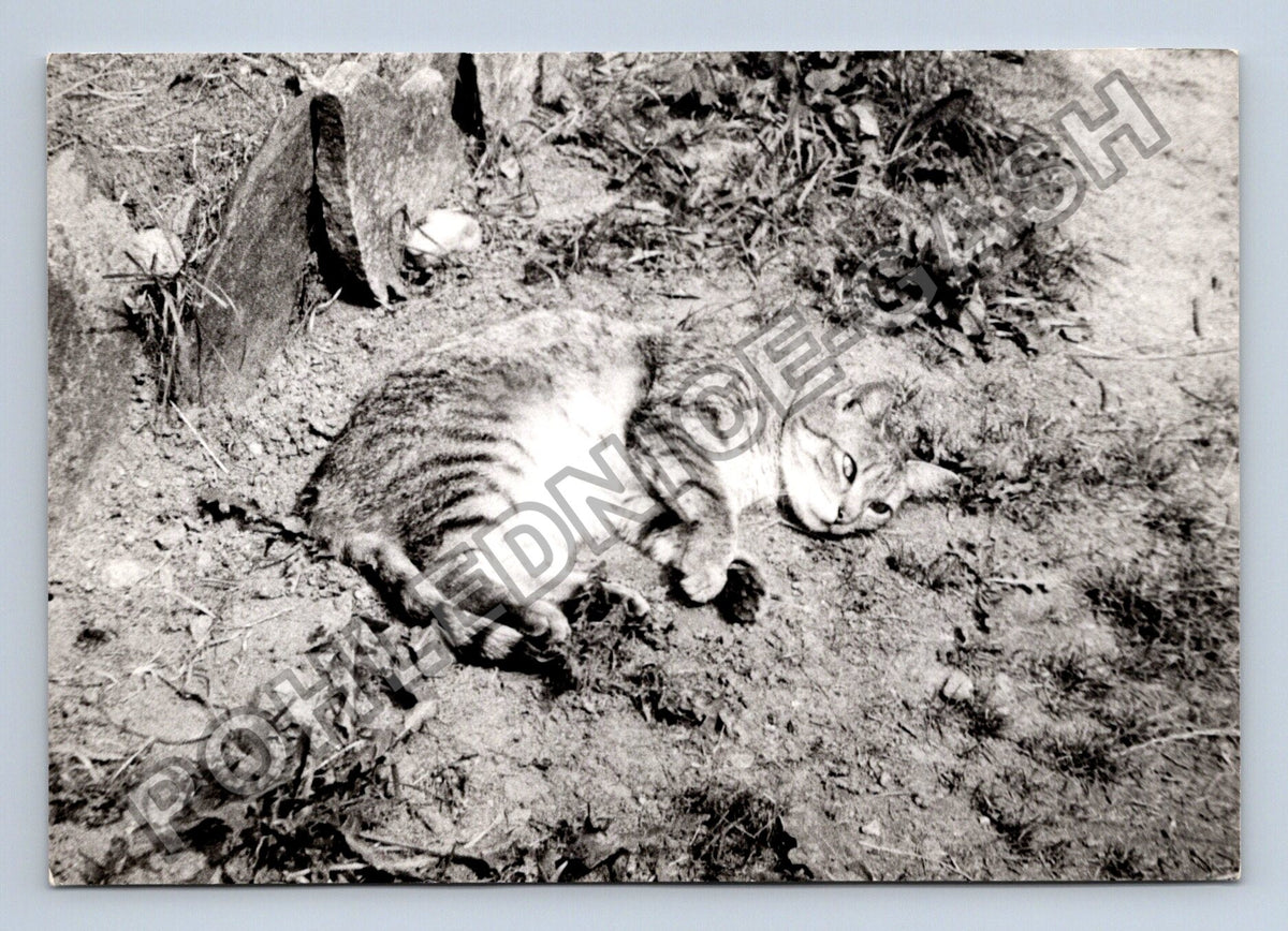Stará fotografie ležící mourovatá kočka (BM26629)