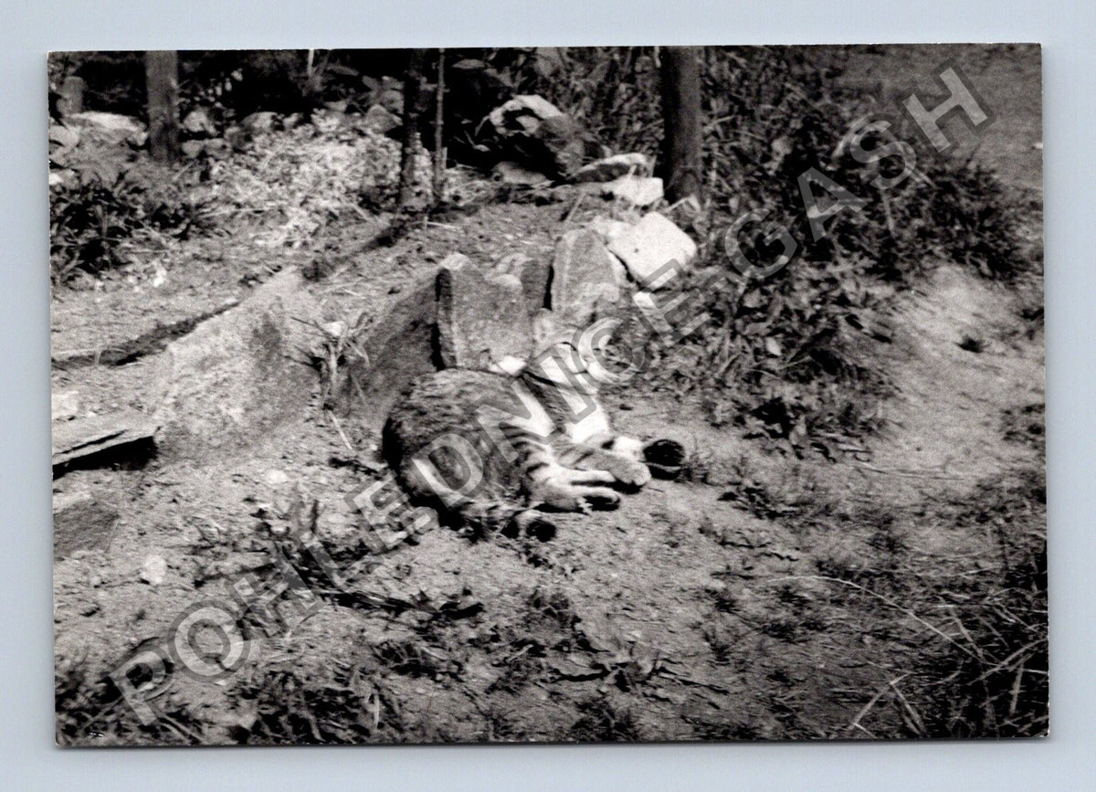 Stará fotografie kočka na svahu (BM26631)