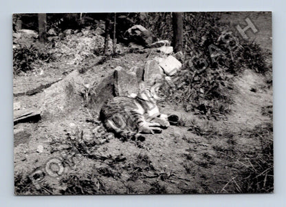 Stará fotografie kočka na svahu (BM26631)