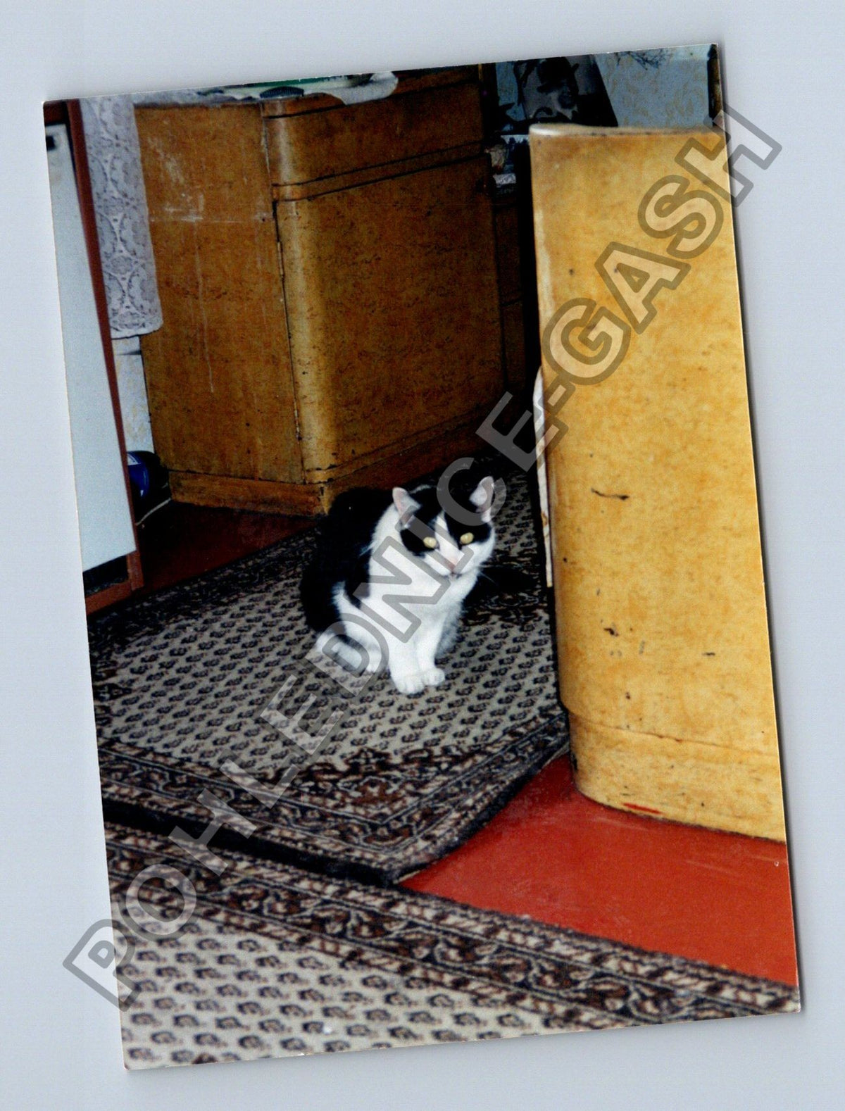 Stará fotografie černo-bílá kočka na koberci (BM26632)