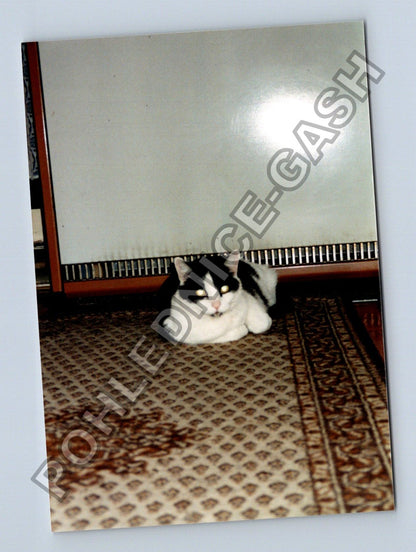 Stará fotografie kočka na koberci (BM26633)