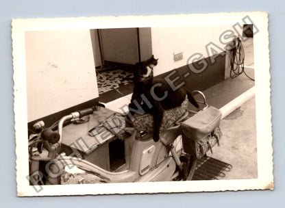 Stará fotografie kočka na mopedu (BM26635)
