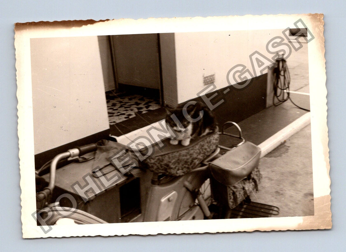 Stará fotografie kočka sedící na motorce (BM26636)