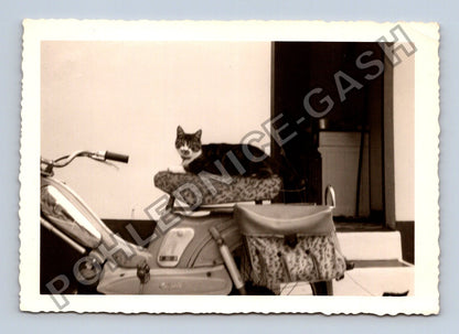 Stará fotografie kočka na mopedu (BM26637)