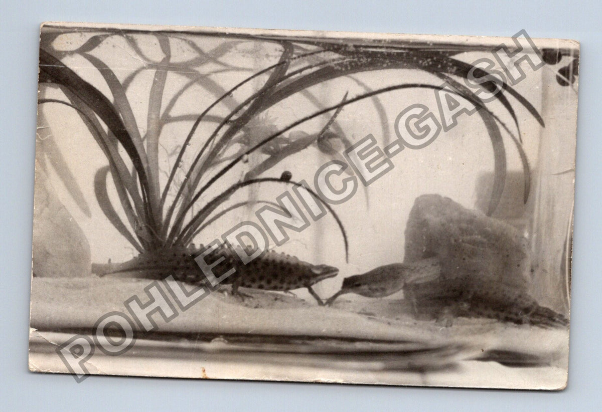 Stará fotografie dva mloci v akváriu (BM26645)