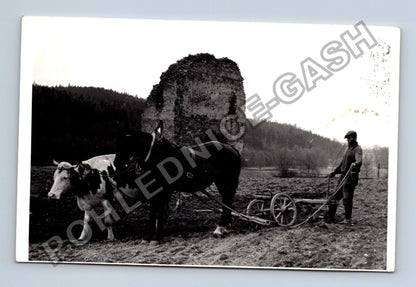 Stará fotografie orba s koněm a krávou u zříceniny (BM26647)