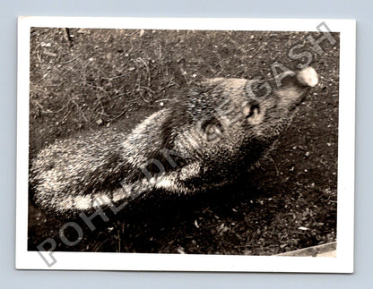 Stará fotografie divoké prase (BM26648)