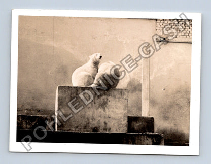 Stará fotografie lední medvědi (BM26649)