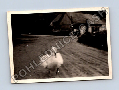 Stará fotografie labuť na cestě před domem (BM26650)