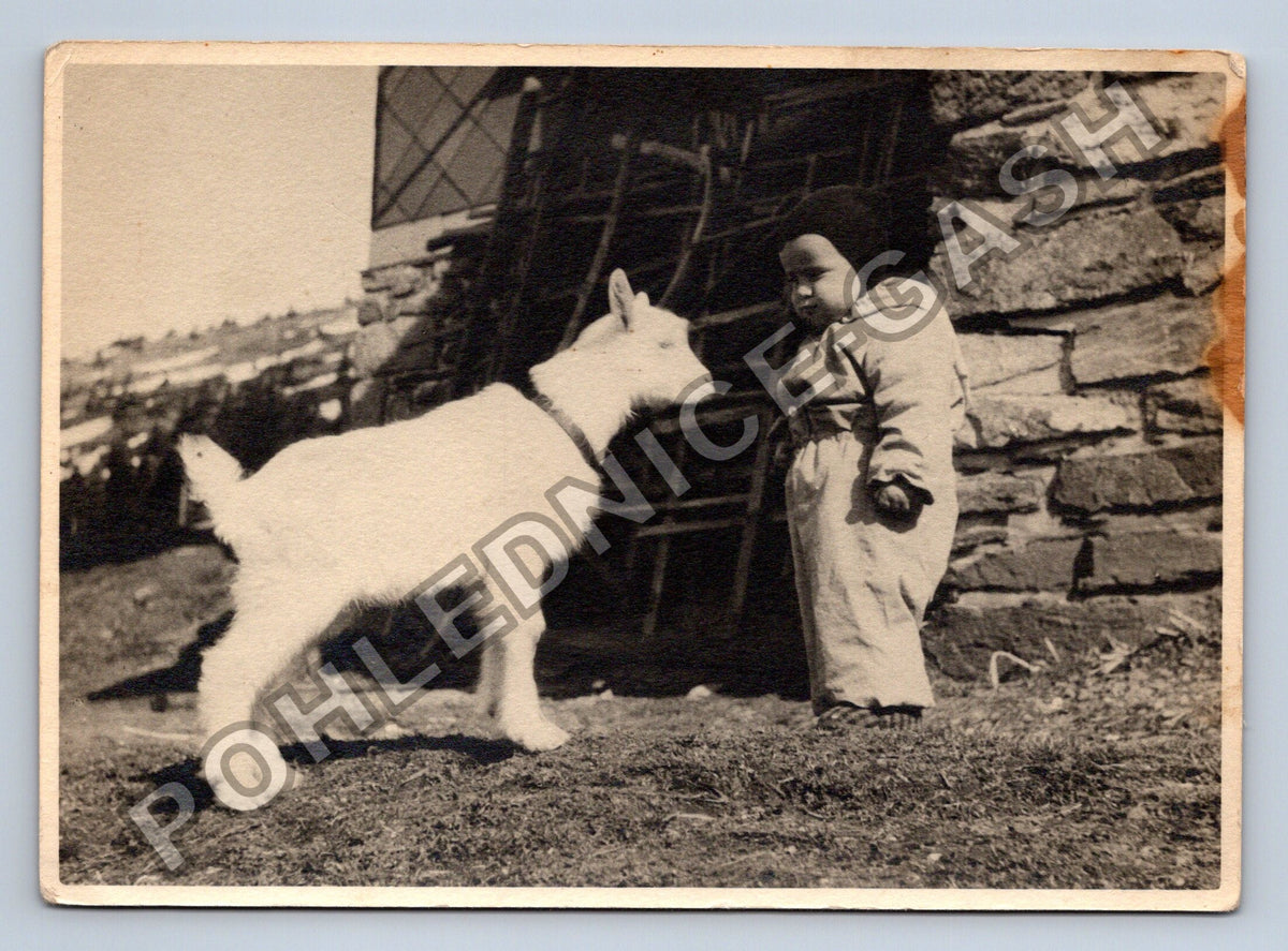 Stará fotografie dítě s kůzletem (BM26655)