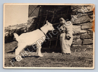 Stará fotografie dítě s kůzletem (BM26655)