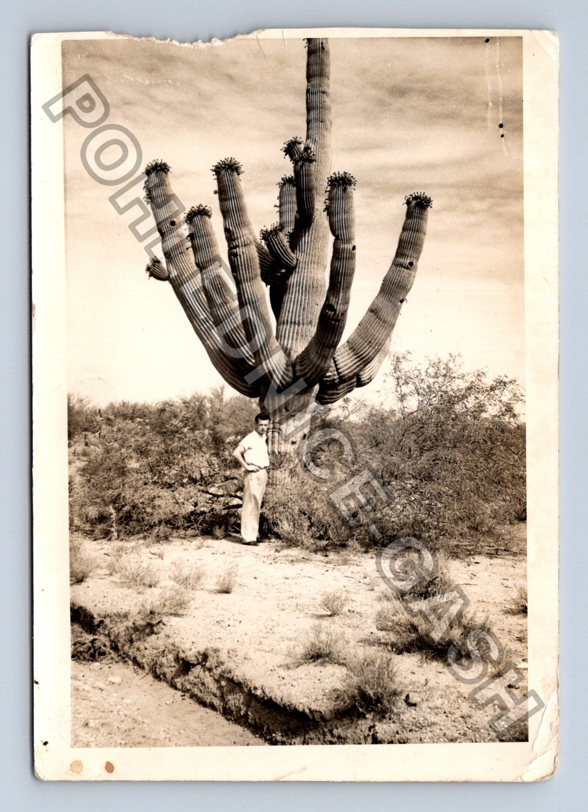 Stará fotografie USA Tucson obrovský kaktus s osobou (BM26816)