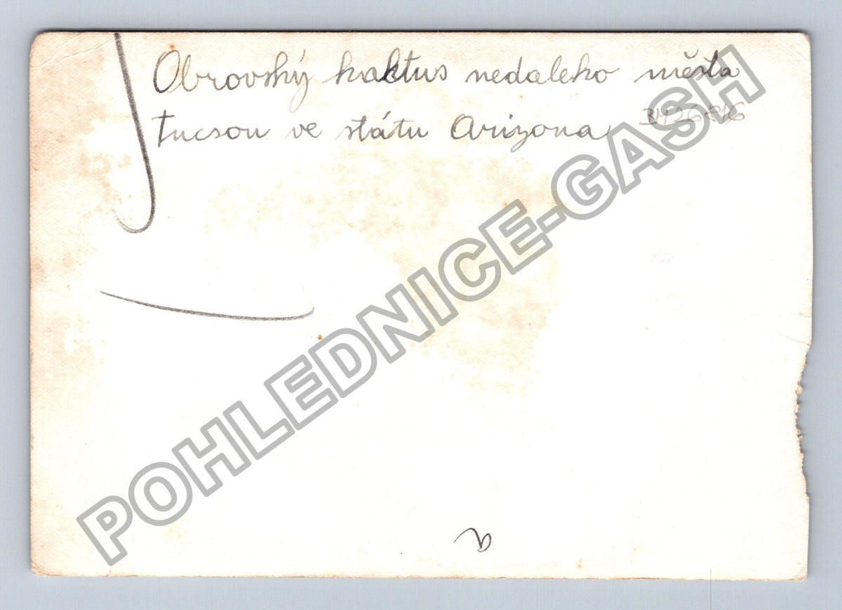Stará fotografie USA Tucson obrovský kaktus s osobou (BM26816)