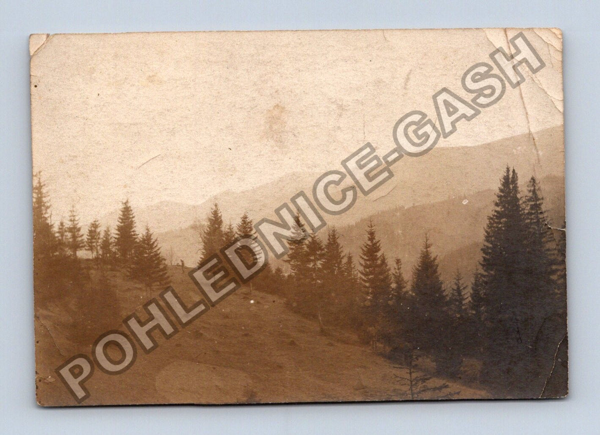 Stará fotografie Horská krajina s jehličnatými stromy (BM26901)
