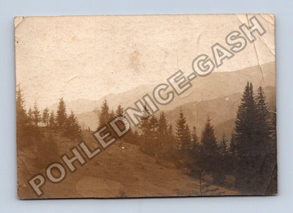 Stará fotografie Horská krajina s jehličnatými stromy (BM26901)