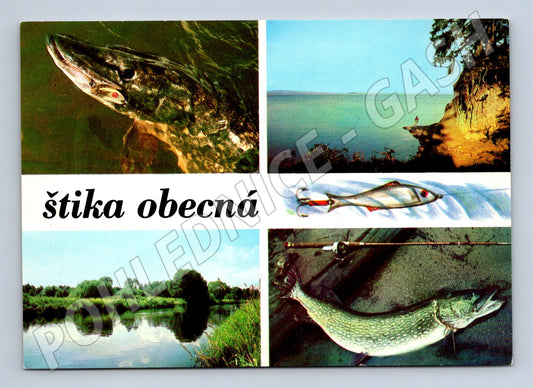 Pohlednice Štika obecná Esox lucius 1979 (M10000)