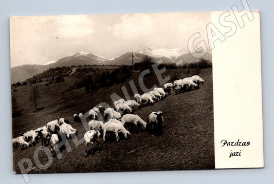 Pozdrav z pastvin ovce na horské louce (M10065)