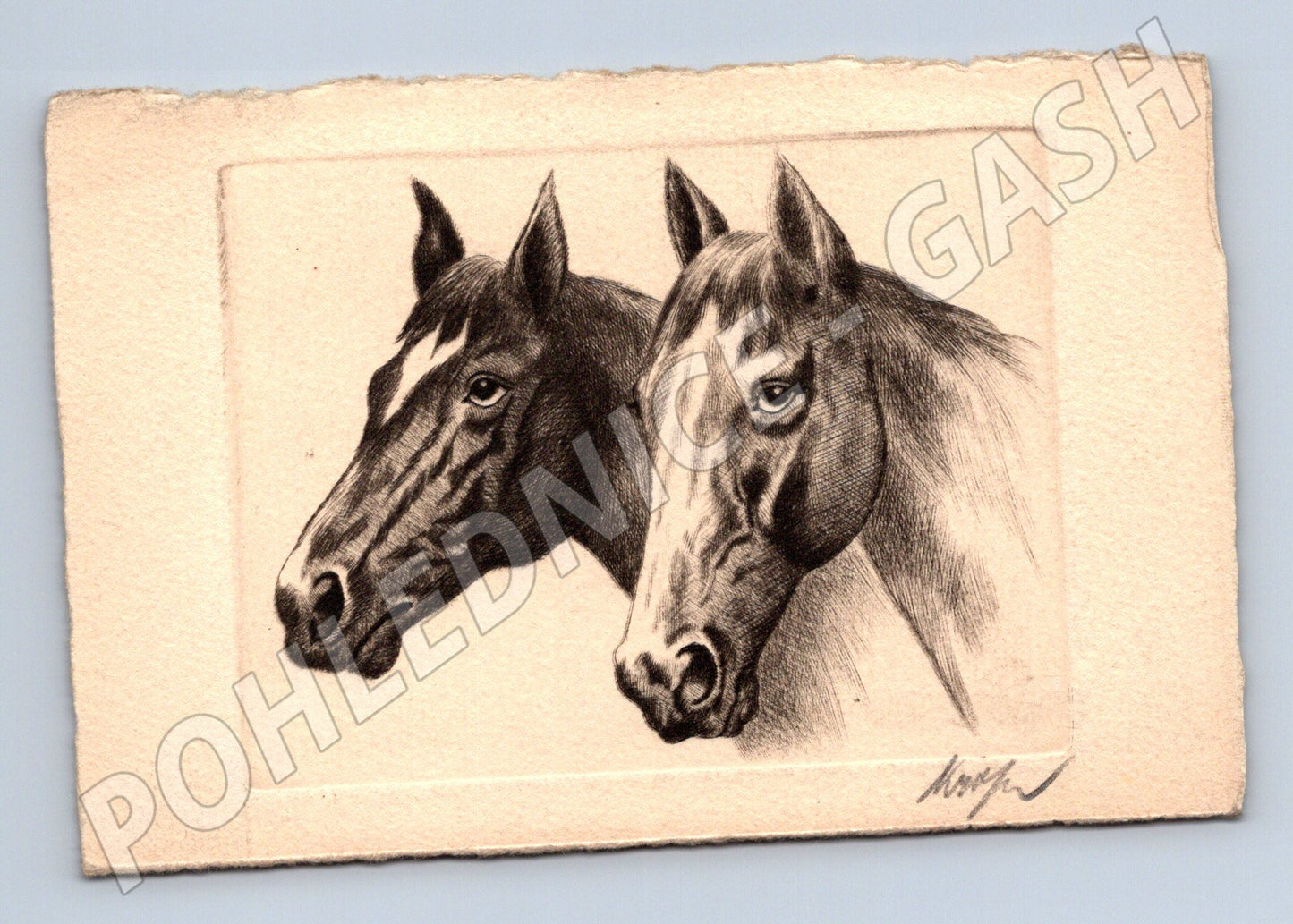 Pohlednice portrét dvou koní kresba (M10069)