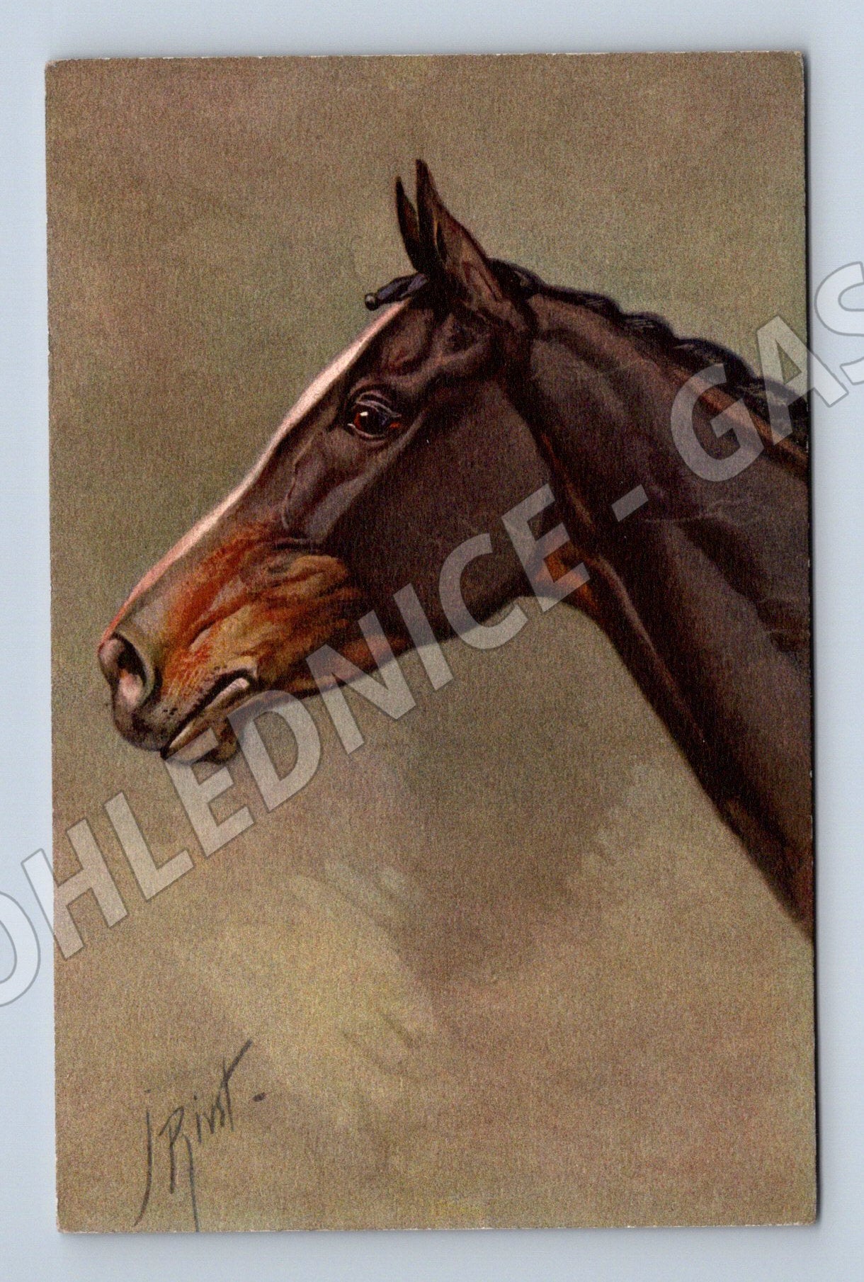 Pohlednice umělecký portrét koně Švýcarsko (M10070)