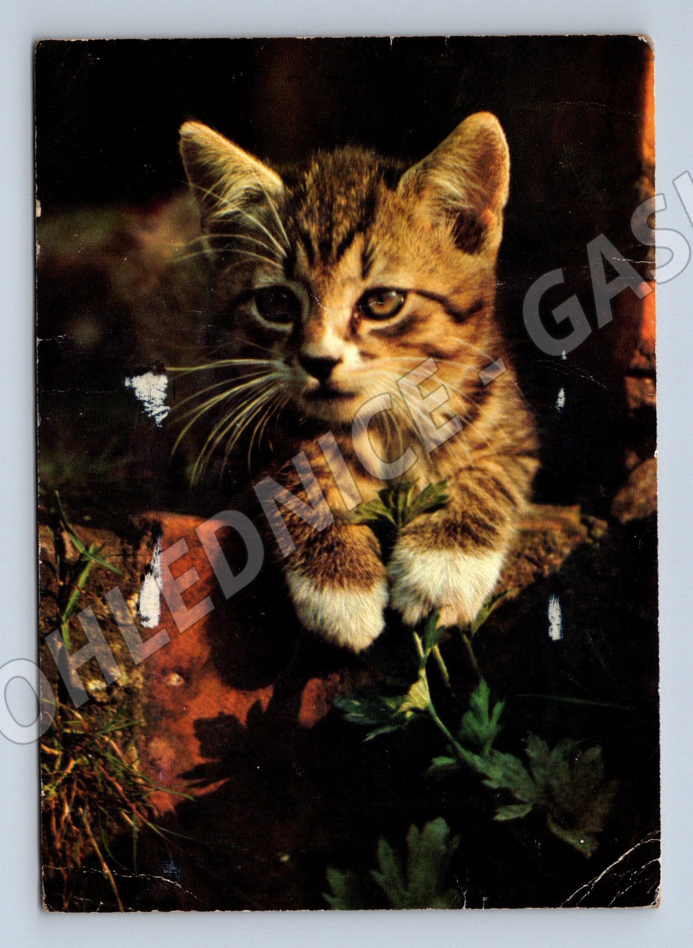 Pohlednice kotě Československo 1990 použitá (M10075)