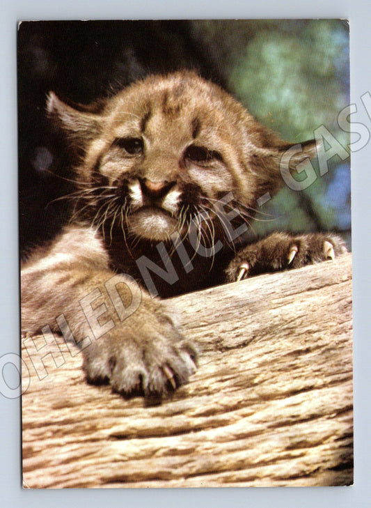 Pohlednice mládě pumy ZOO Dvůr Králové 1992 (M10076)