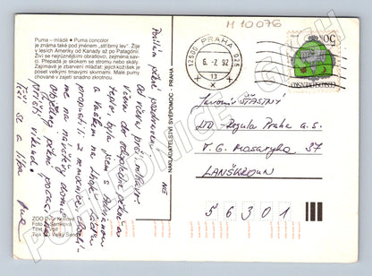 Pohlednice mládě pumy ZOO Dvůr Králové 1992 (M10076)