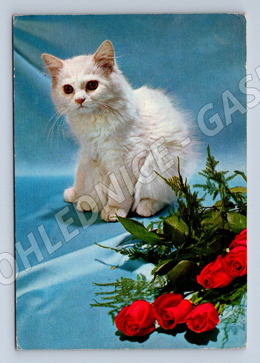 Pohlednice bílá kočka s růžemi odesláno Irák (M10077)