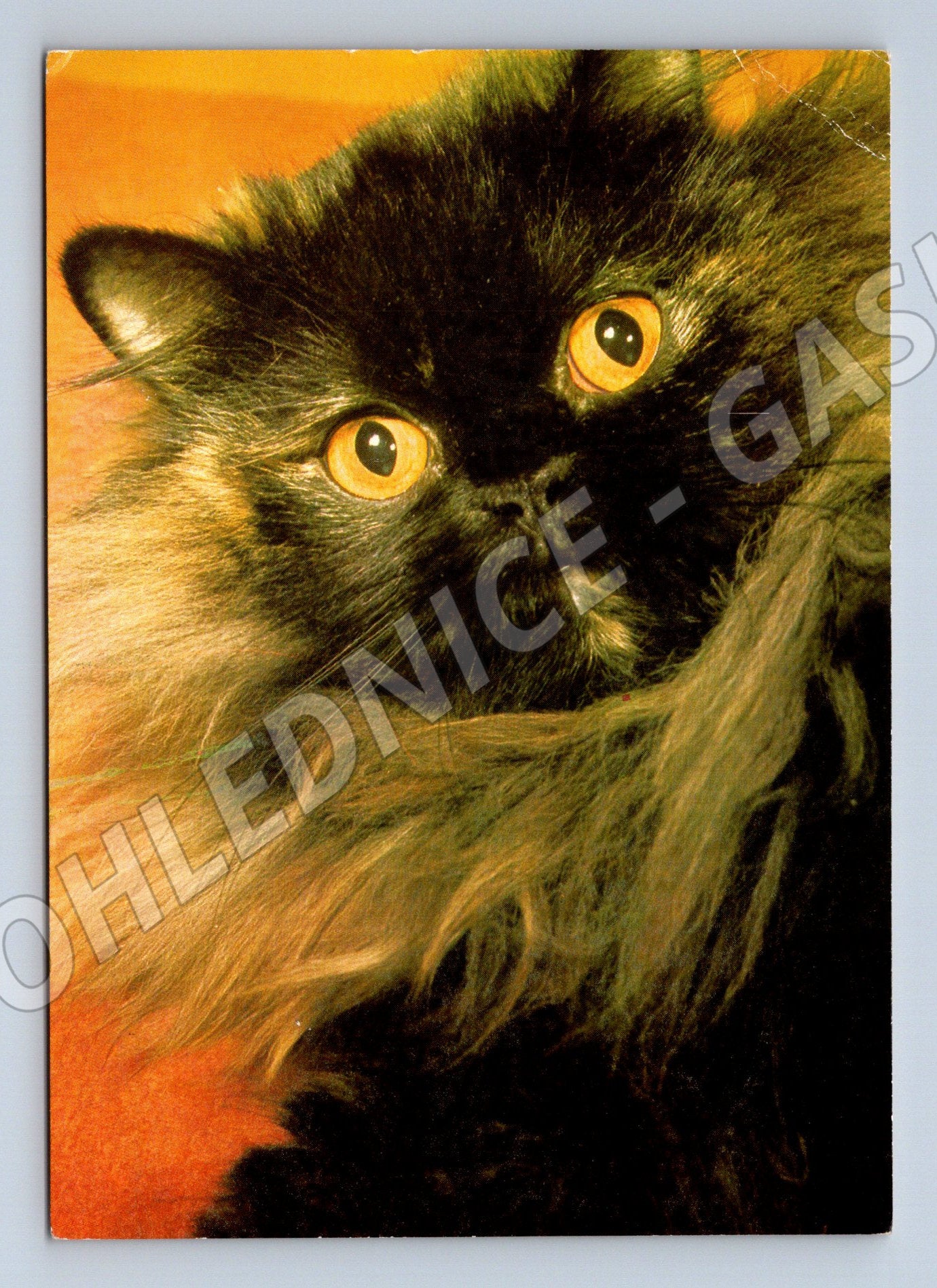 Pohlednice perská kočka Panorama Praha (M10078)