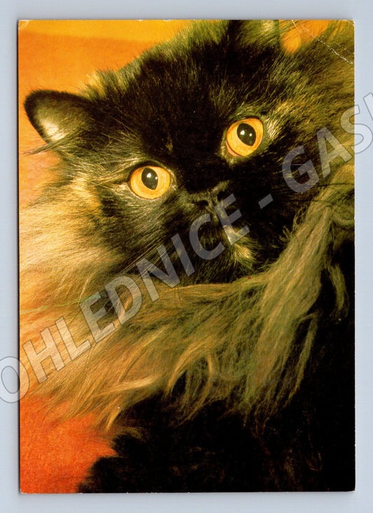 Pohlednice perská kočka Panorama Praha (M10078)