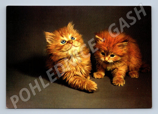 Pohlednice perská koťata Panorama Praha (M10079)