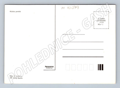 Pohlednice perská koťata Panorama Praha (M10079)