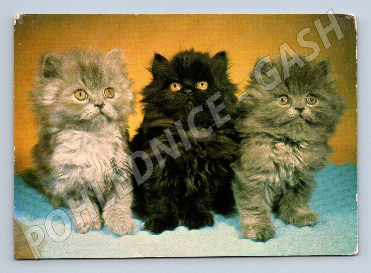 Pohlednice perská koťata Panorama Praha (M10080)