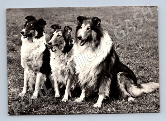 Pohlednice kolie skotský ovčák 1965 Soukup (M10081)