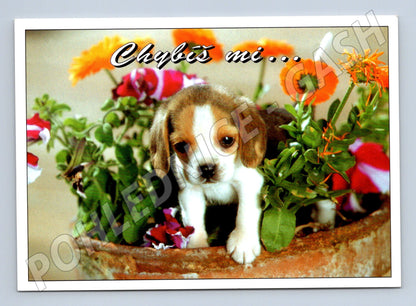 Pohlednice štěně pes Chybíš mi ve květináči (M10082)