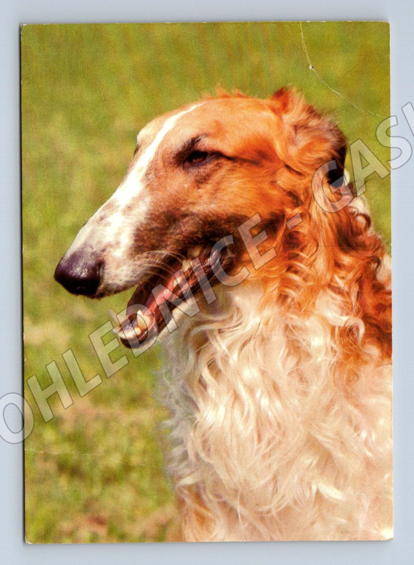 Pohlednice barzoj ruský chrt 1982 Svépomoc (M10083)