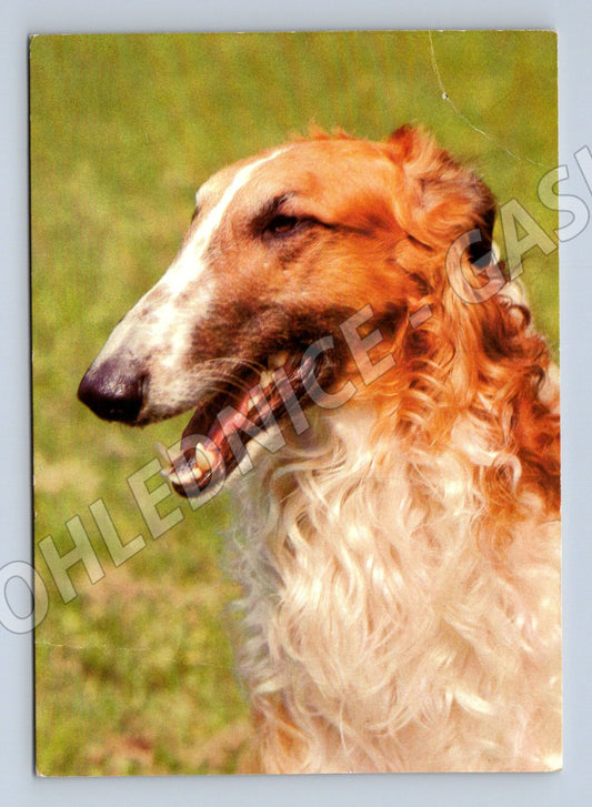 Pohlednice barzoj ruský chrt 1982 Svépomoc (M10083)