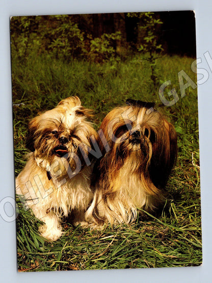 Pohlednice ši tzu dva psi na trávě (M10084)