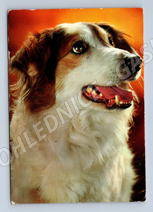 Pohlednice pes kolorovaná z Nizozemska (M10085)