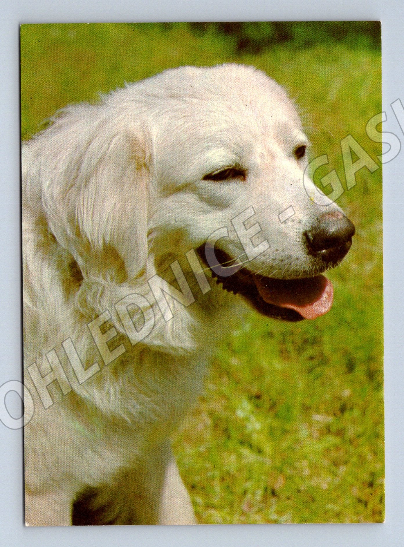 Pohlednice slovenský čuvač Panorama Praha (M10086)