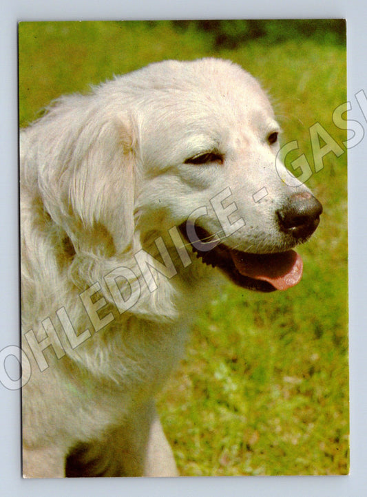 Pohlednice slovenský čuvač Panorama Praha (M10086)