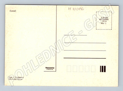 Pohlednice slovenský čuvač Panorama Praha (M10086)