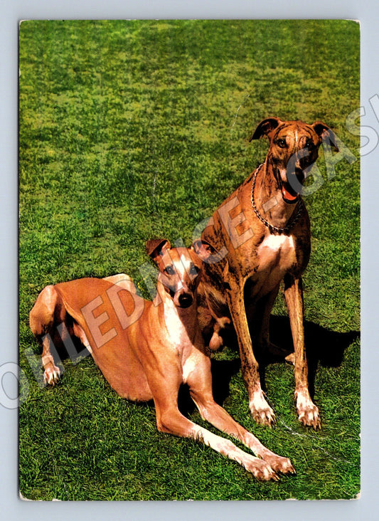 Pohlednice greyhound chrt Panorama Praha (M10088)